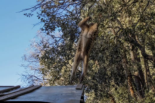 Cute Barbary macaque ape monkey , Ifrane national park, Morocco.