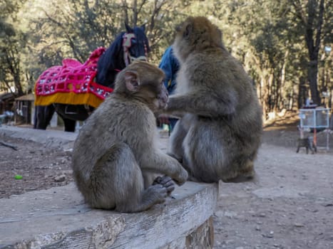 Cute Barbary macaque ape monkey , Ifrane national park, Morocco.