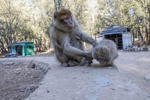 Cute Barbary macaque ape monkey , Ifrane national park, Morocco.