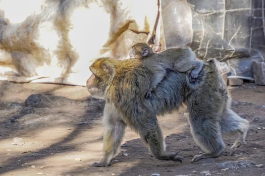 Cute Barbary macaque ape monkey , Ifrane national park, Morocco.