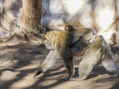 Cute Barbary macaque ape monkey , Ifrane national park, Morocco.