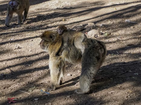 Cute Barbary macaque ape monkey , Ifrane national park, Morocco.