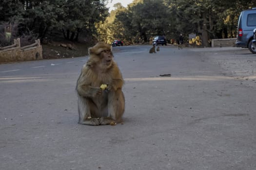 Cute Barbary macaque ape monkey , Ifrane national park, Morocco.