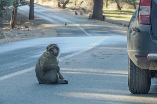 Cute Barbary macaque ape monkey , Ifrane national park, Morocco.