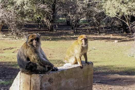 Cute Barbary macaque ape monkey , Ifrane national park, Morocco.