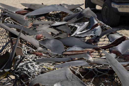 Many cutted Shark fins dried under the hot sun at fisherman village