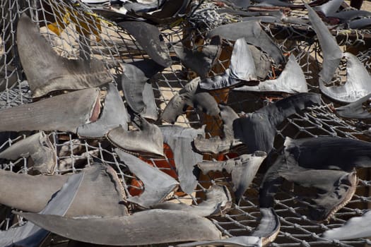 Many cutted Shark fins dried under the hot sun at fisherman village