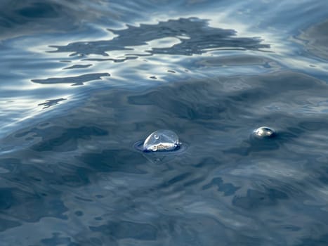 velella velella hydrozoa jellyfish floating on sea surface in mediterranean blue sea