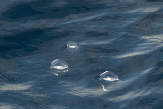 velella velella hydrozoa jellyfish floating on sea surface in mediterranean blue sea