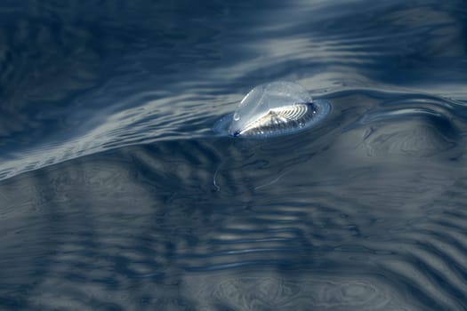 velella velella hydrozoa jellyfish floating on sea surface in mediterranean blue sea