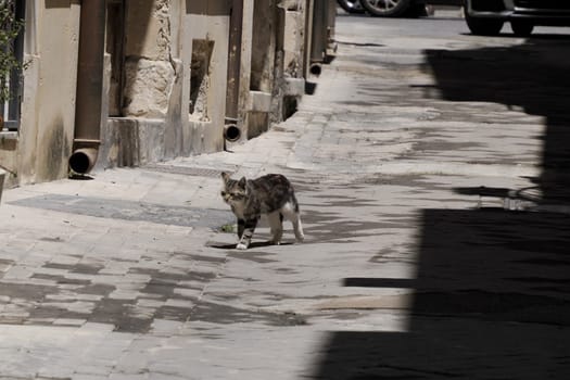 cat in ortigia syracuse old buildings street view on sunny day Sicily, Italy