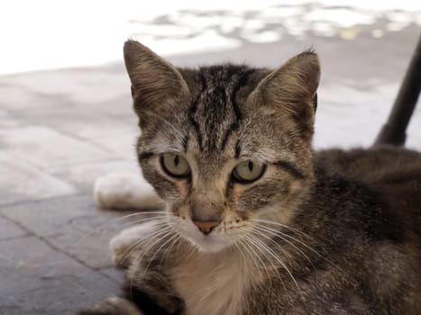 cat in ortigia syracuse old buildings street view on sunny day Sicily, Italy