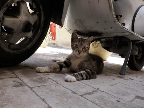 cat in ortigia syracuse old buildings street view on sunny day Sicily, Italy