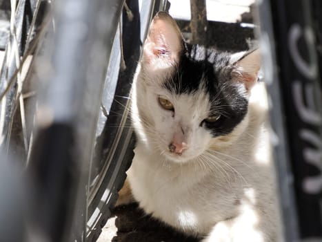 cat in ortigia syracuse old buildings street view on sunny day Sicily, Italy