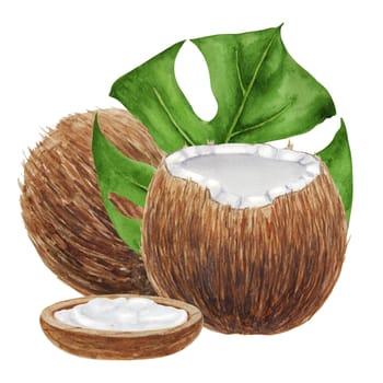 Watercolor hand drawn coconut with leaves botanical illustration isolated on white background