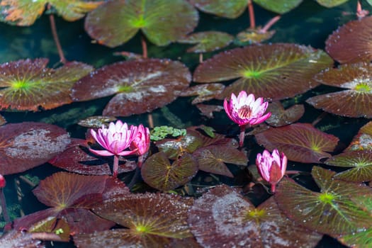 Pink Victoria regia blooms in a tranquil pond with giant leaves.