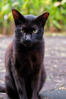 Black Cat Stares From Pavement