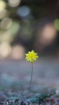 Closeup of an isolated blooming yellow flower with blurred surroindings