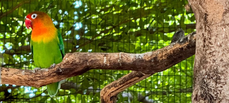 lovebirds are perched on a tree branch. This bird which is used as a symbol of true love has the scientific name Agapornis fischeri, domestic birds