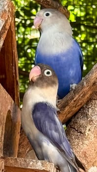 lovebirds are perched on a tree branch. This bird which is used as a symbol of true love has the scientific name Agapornis fischeri, domestic birds