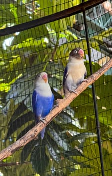 lovebirds are perched on a tree branch. This bird which is used as a symbol of true love has the scientific name Agapornis fischeri, domestic birds