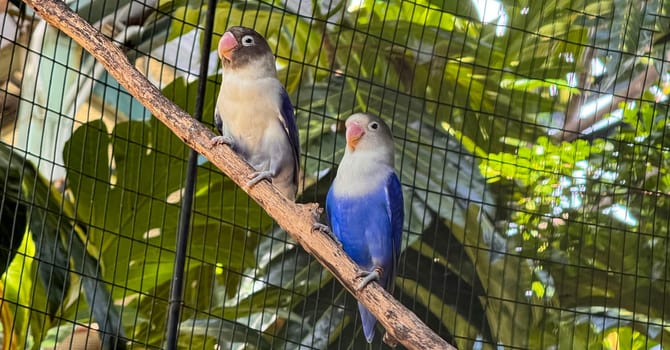 lovebirds are perched on a tree branch. This bird which is used as a symbol of true love has the scientific name Agapornis fischeri, domestic birds