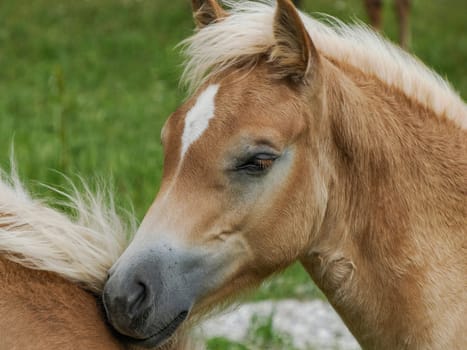 A young haflinger blonde horse grazing on green grass in dolomites horse