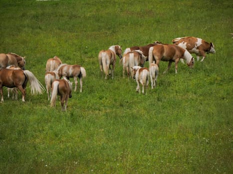 group of haflinger blonde horses grazing on green grass in dolomites horse grazing in a meadow in the Italian Dolomites mountain alps in South Tyrol.