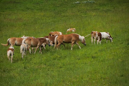 group of haflinger blonde horses grazing on green grass in dolomites horse grazing in a meadow in the Italian Dolomites mountain alps in South Tyrol.