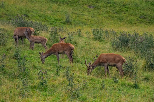 A deer family mother and baby on grass background in dolomites