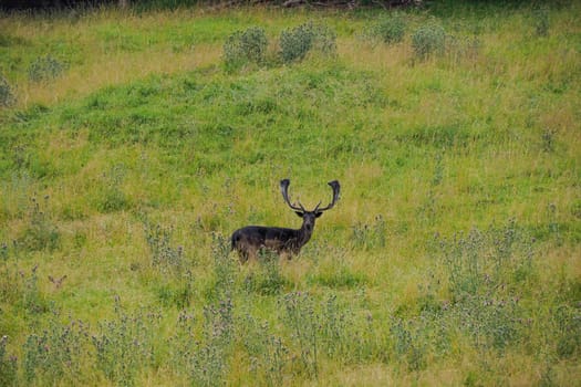 A Black melanic Fallow deer on the grass Stag with big antlers. Dama dama.