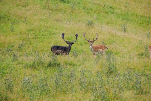 A Black melanic Fallow deer on the grass Stag with big antlers. Dama dama.