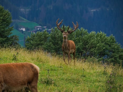 A deer horn detail on grass background in dolomites