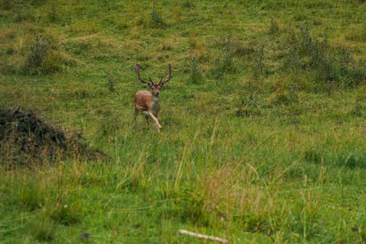 A Fallow running deer on the grass Stag with big antlers. Dama dama.