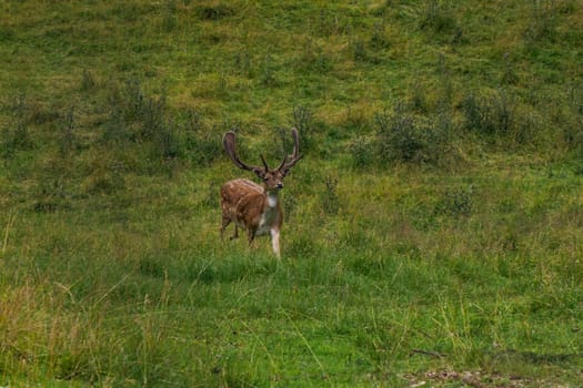 A Fallow running deer on the grass Stag with big antlers. Dama dama.