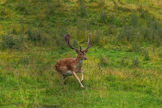 A Fallow running deer on the grass Stag with big antlers. Dama dama.