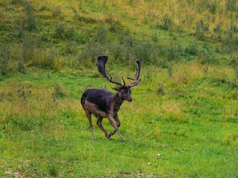 A Black melanic Fallow deer on the grass Stag with big antlers. Dama dama.