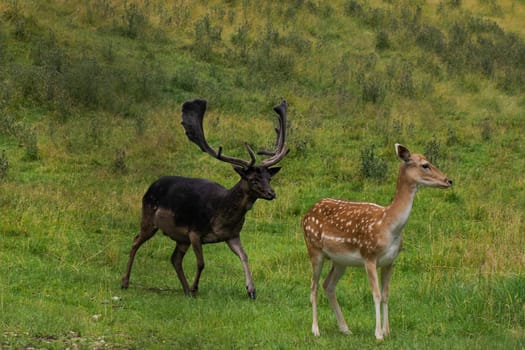 A Black melanic Fallow deer on the grass Stag with big antlers. Dama dama.