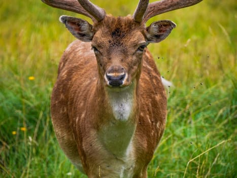 A Fallow deer on looking at you the grass Stag with big antlers. Dama dama.