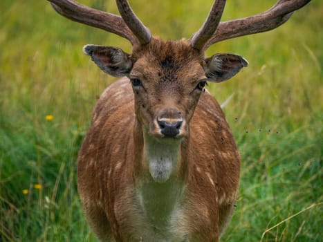 A Fallow deer on looking at you the grass Stag with big antlers. Dama dama.