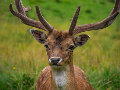 A Fallow deer on looking at you the grass Stag with big antlers. Dama dama.