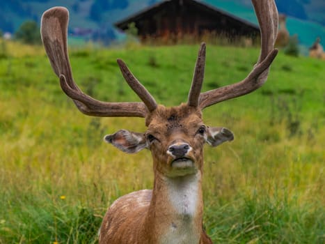 A Fallow deer on looking at you the grass Stag with big antlers. Dama dama.