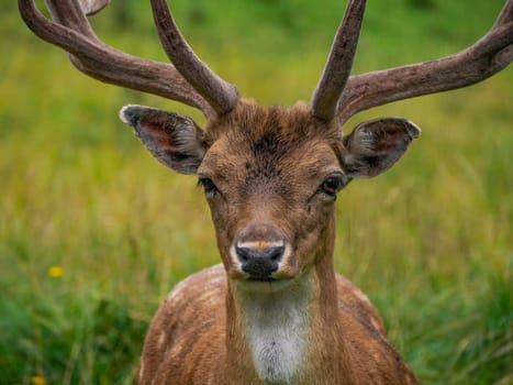 A Fallow deer on looking at you the grass Stag with big antlers. Dama dama.