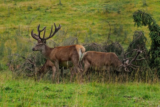 A deer cleaning horns on pine tree and on grass background in dolomites