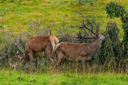 A deer cleaning horns on pine tree and on grass background in dolomites