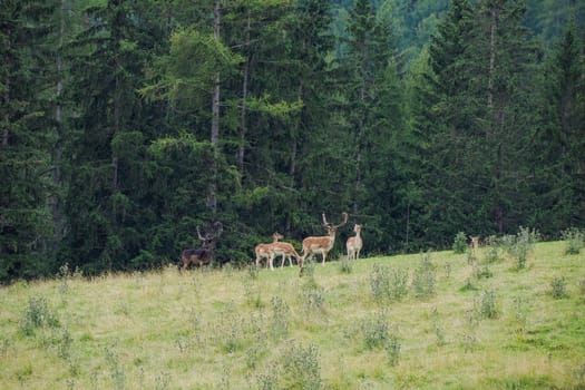 A Family of Male Fallow deer on the grass Stag with big antlers. Dama dama.