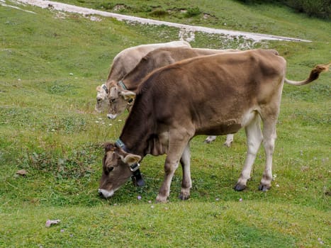 A cow relaxing on the green grass of Dolomites mountains, a breathtaking mountain range in northern Italy.