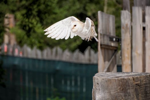 A common barn owl Tyto albahead flying in a falconry birds of prey reproduction center