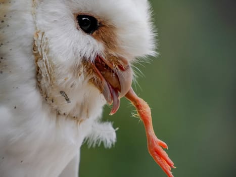 A common barn owl Tyto albahead eating a prey