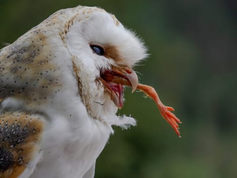 A common barn owl Tyto albahead eating a prey